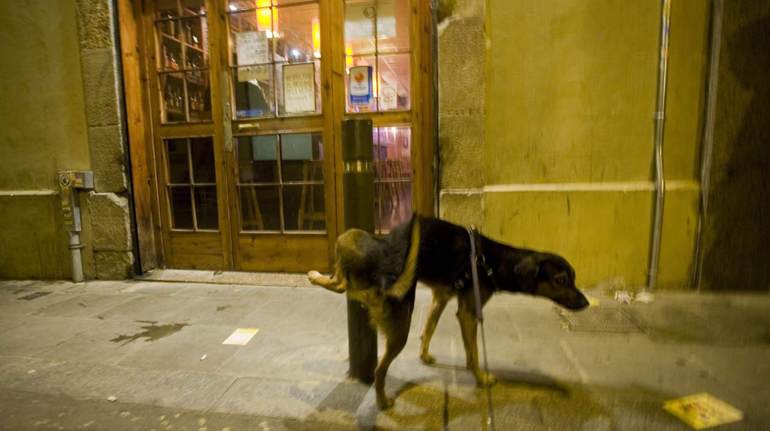 Stop PIPICAN Répulsif Anti-urines (500 ML) modificateur de comportement pour Chiens et Chats, Empêche la miction des Chiens ou Chats sur Les façades et Les trottoirs.