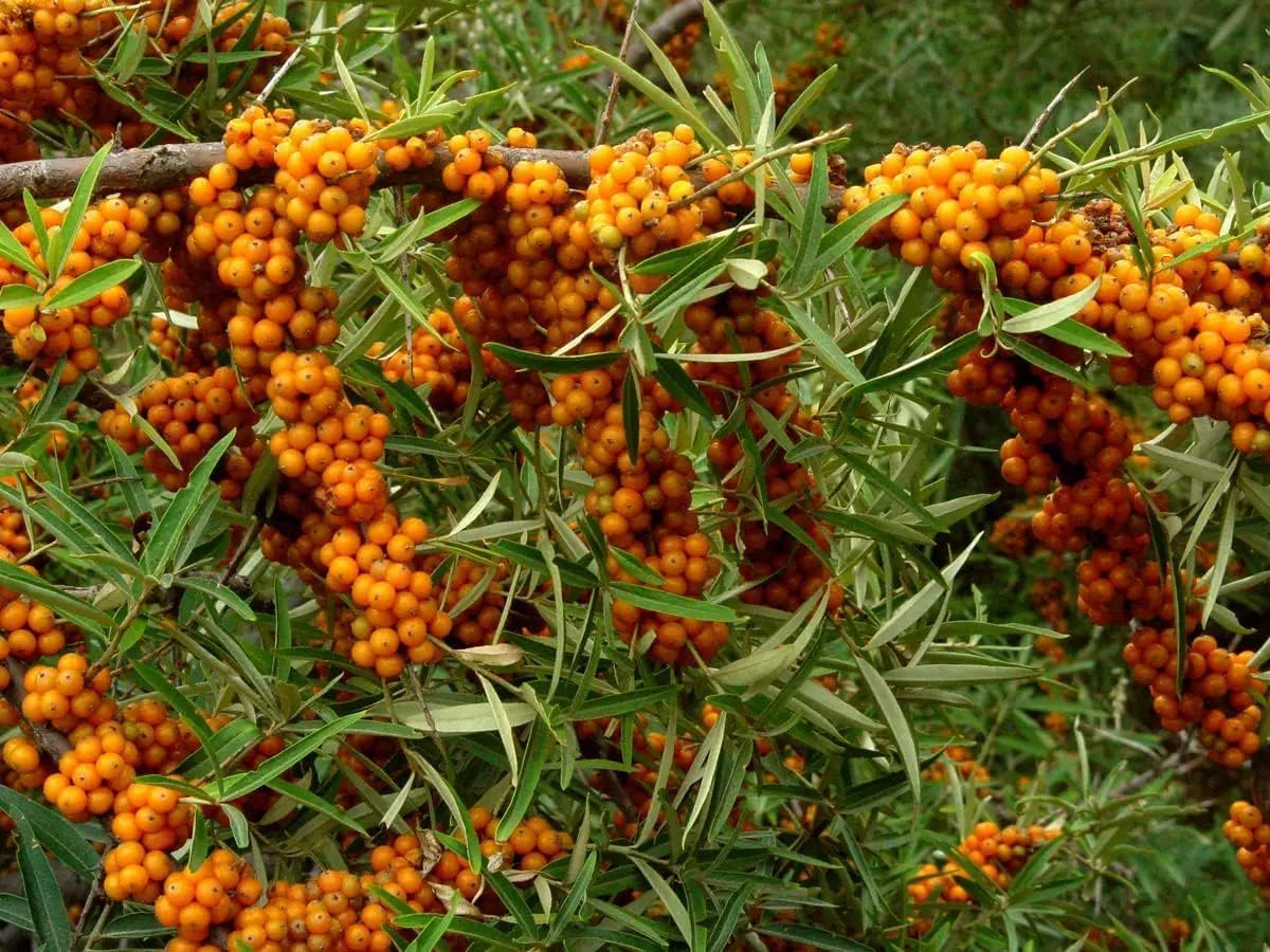 Seaberry Tree Plant, Sea Buckthorn Tree, 1-2 Ft Male or Female tress (This Plant Need a Male Tree for pollination) (Male)