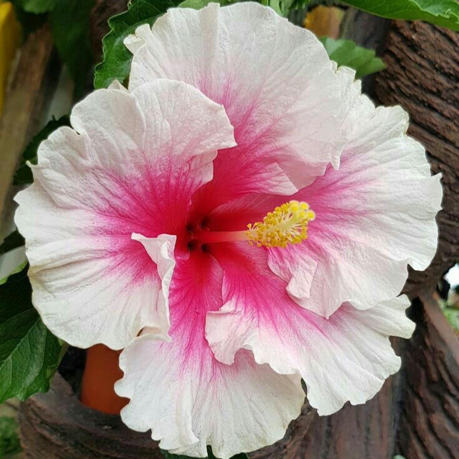 Outdoor Ornamental Hibiscus – Vigorous Rootstock – Large, Double Blooms – Perfect for Balconies and Courtyards/that Grow Fast/Golden Jade Carving-2 Root-E — image 1