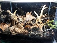 Review Image by JF JF