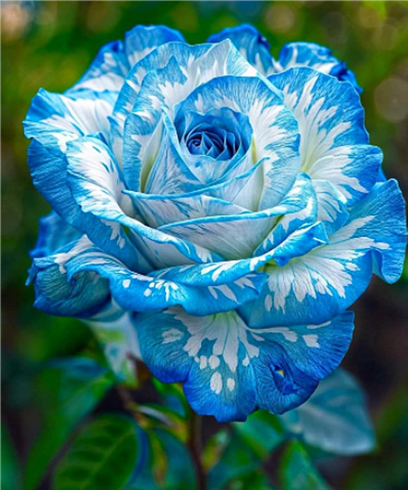 Brillante Bulbi di Rosa - Perenne, Colori vivaci, Bassa Manutenzione, Decorazione d'Interni-5 Bulbi-J