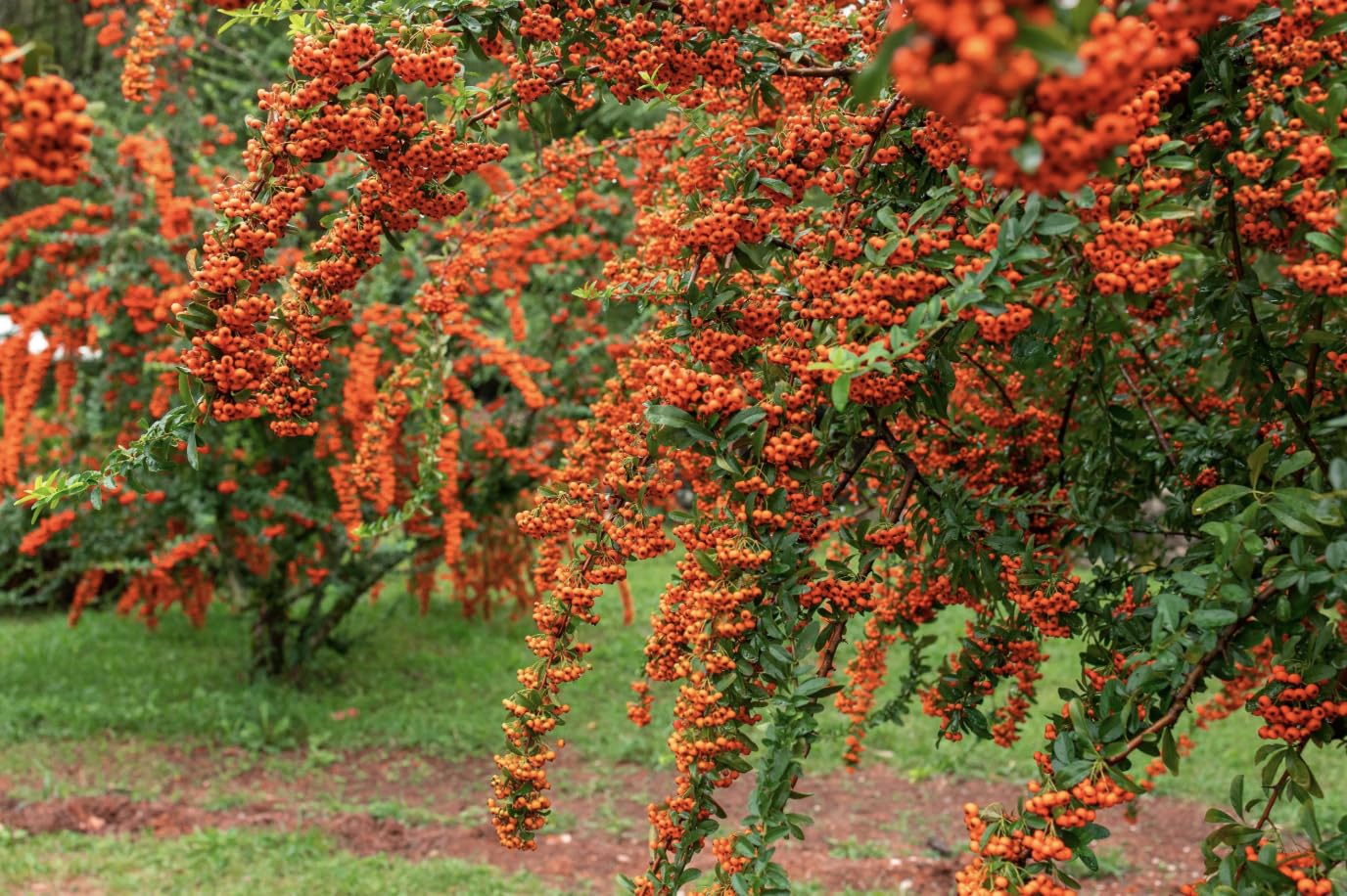 Piracanta arancione nana "Pyracantha coccinea Navaho" Agazzino pianta da siepe sempreverde in vaso 9x9 cm Vivaio di Castelletto