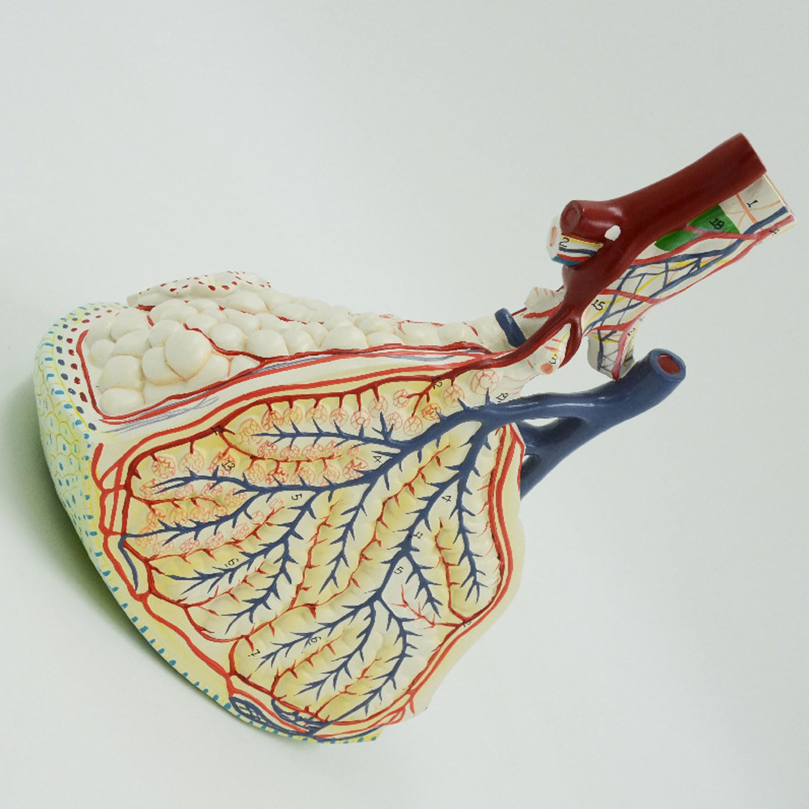 Anatomiczny, Medyczny Model Płuc, Model Powiększania Płata Płata Płucnego, Anatomiczne Modele Narządów, Materiały Dydaktyczne Wykonane Z PCV