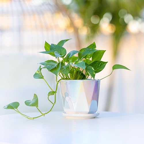 Miniatura 5 de Coco Andrea Macetas pequeñas de cerámica blanca iridiscente para plantas de interior con agujeros de drenaje y platillos, 2 macetas para plantas de
