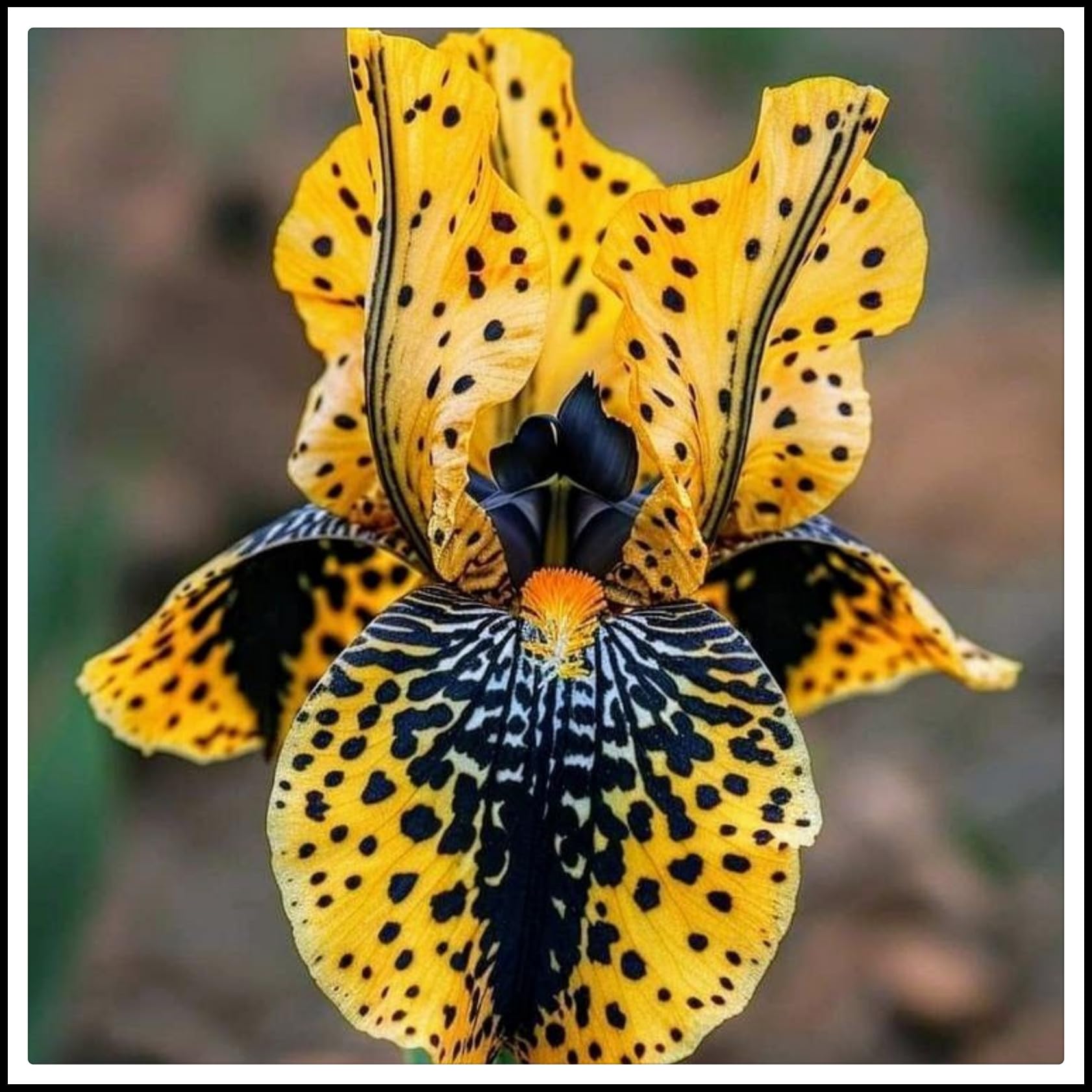 Iris Bulbs, Wedding, Iris Bulbs for Planting, Potted, Plants, Resistant, Bedding, Garden Flowers, Ornamental, Now UK, 10bulb-c