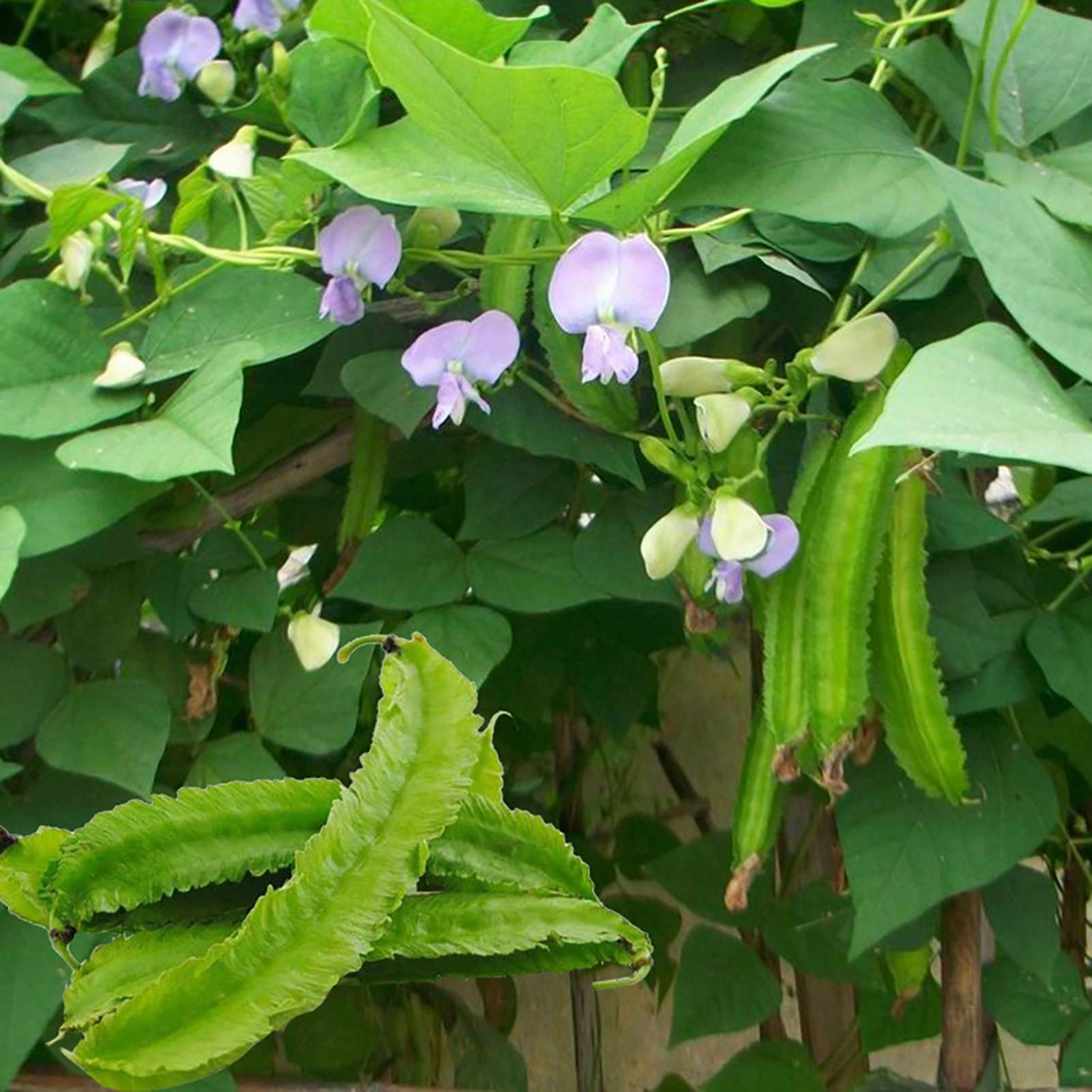 VibeX Heirloom Winged Bean Seeds-100 Seeds (B0BBGPCWFY) Amazon Price History, Amazon Price Tracker