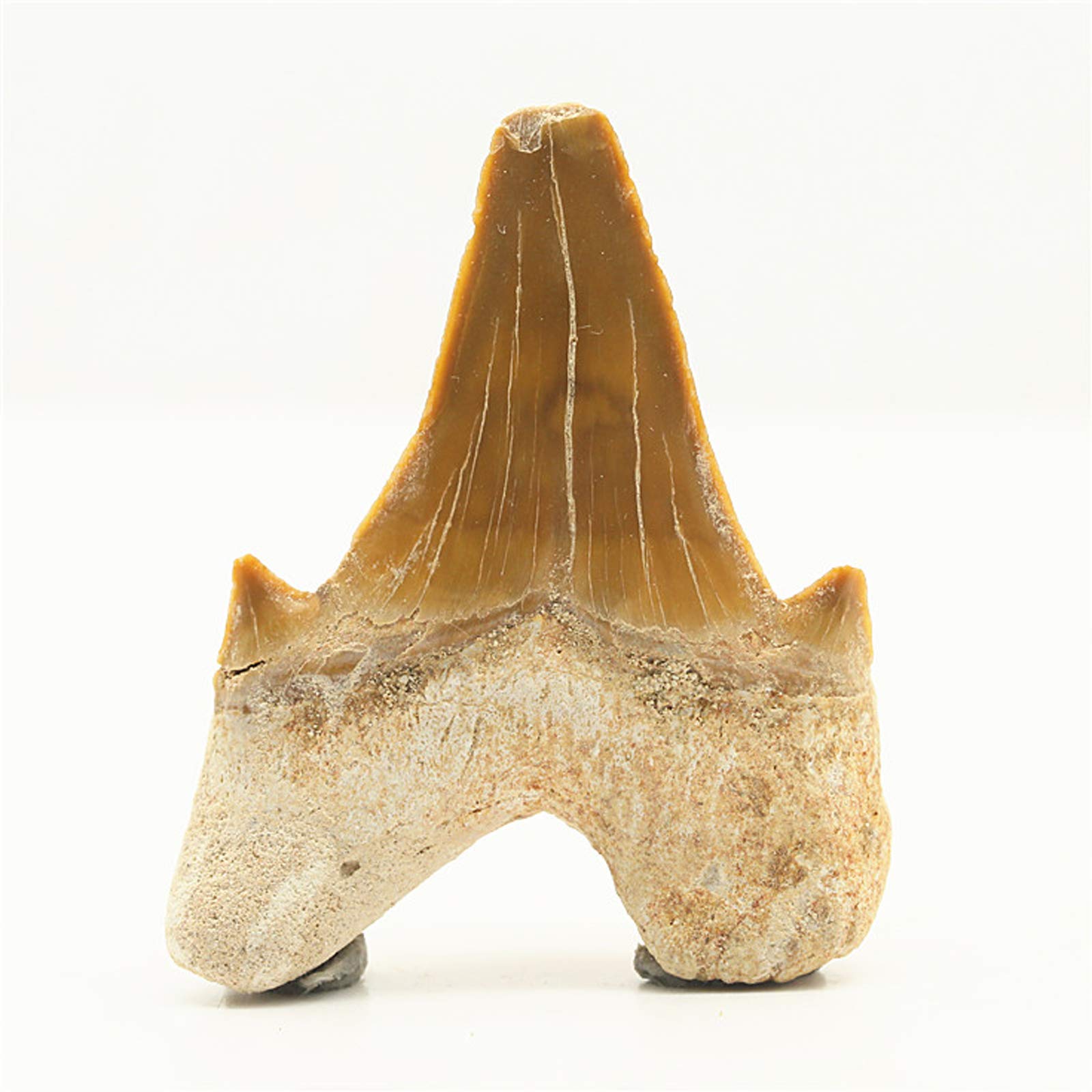 Enormes Dientes de tiburón Megalodon, Natural fósil joyería Personalizada áspero colección arqueológica