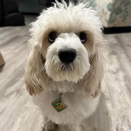 Miniatura 3 de Scooby Dog Collar Tag  Scooby  Scooby Collar  SD  Halloween Costume  CTWPets (Medium)