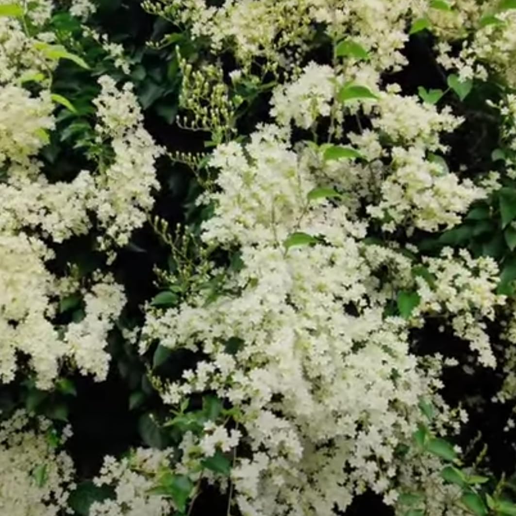 Manimulla Jasmine Creeper – Fragrant Jasmine Vine for Garden Décor | Hardy Climber with Aromatic Blooms from Wynorg (1 MANIMULLA)