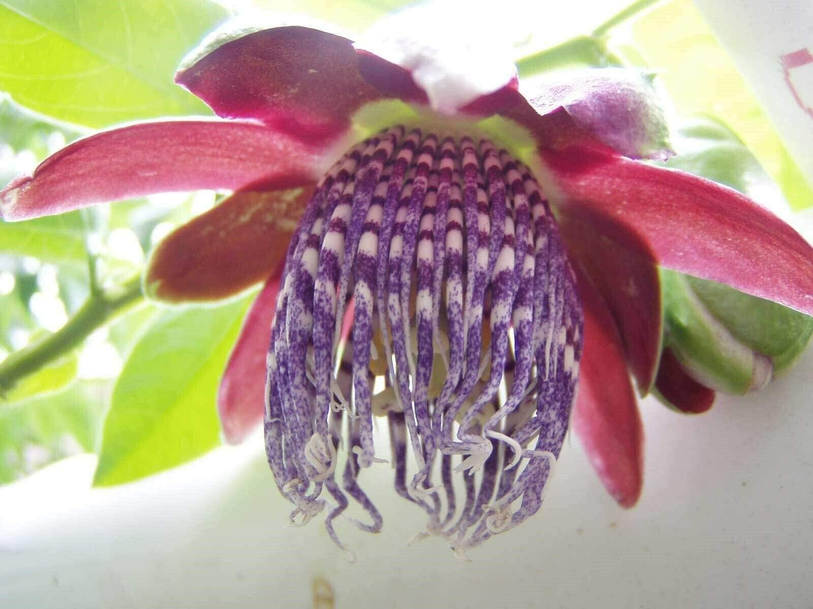 Passiflora quadrangularis | Giant Granadilla | Barbadine | Tumbo | 10_ct