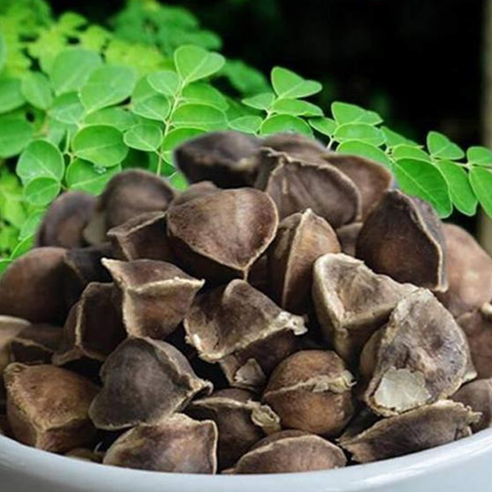 YBWL 50 Pcs/Bag Moringa Seeds Intense Moringa Scent Non-GMO Garden Moringa Seeds for Garden Seed