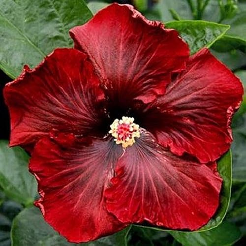 Miniatura 1 de CHUXAY GARDEN Semillas de flor de hibisco rojo oscuro raro, 10 semillas, hibisco tropical, planta ornamental con flores perennes, hermosas plantas