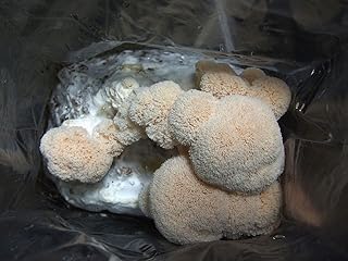 15gr Lions Mane Hericium Erinaceus Mushroom Plugs Spawn Dowels Spores Mycelium