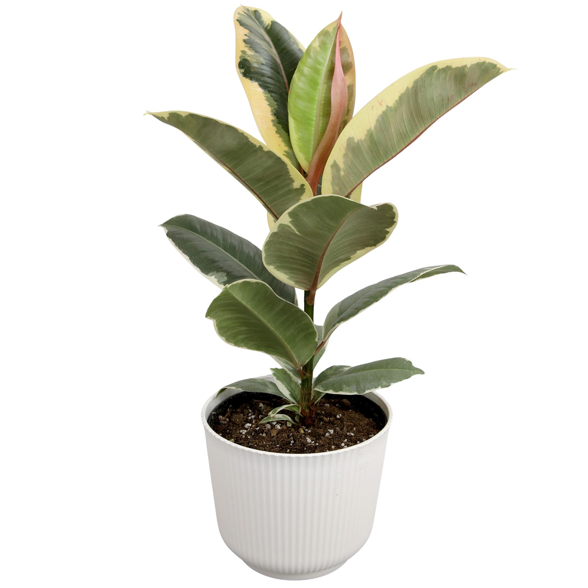 Plants for Pets Ficus Tineke Rubber Tree Plant