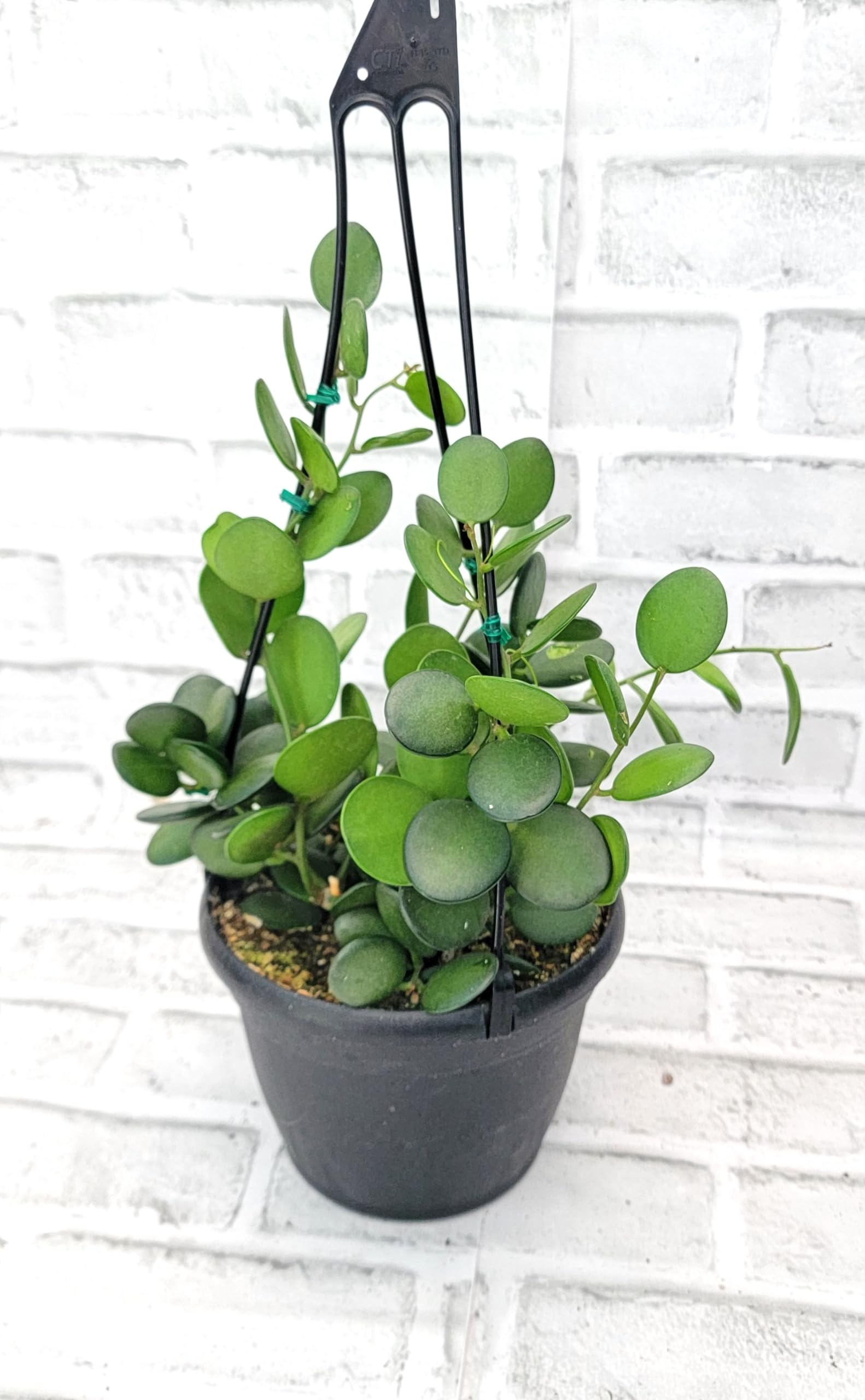 Amazon.com : Rare Full Silver Dollar Plant in 3" Pot - Xerosicyos Danguyi  String of Coins - Unique Silver Dollar Succulent for Indoor Decor - Live  Houseplants - Indoor Plants - Live