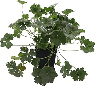 Greenwood Biokovo Cranesbill Geranium Plants