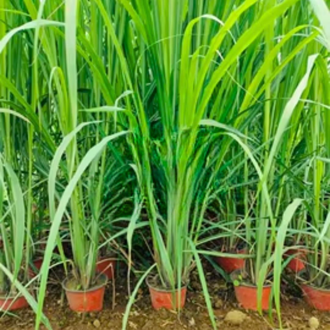 5 Lemongrass Plants for Outside, Lemon Grass Plants for Planting, Indoor Outdoor Herb Rooted Lemongrass Stalks