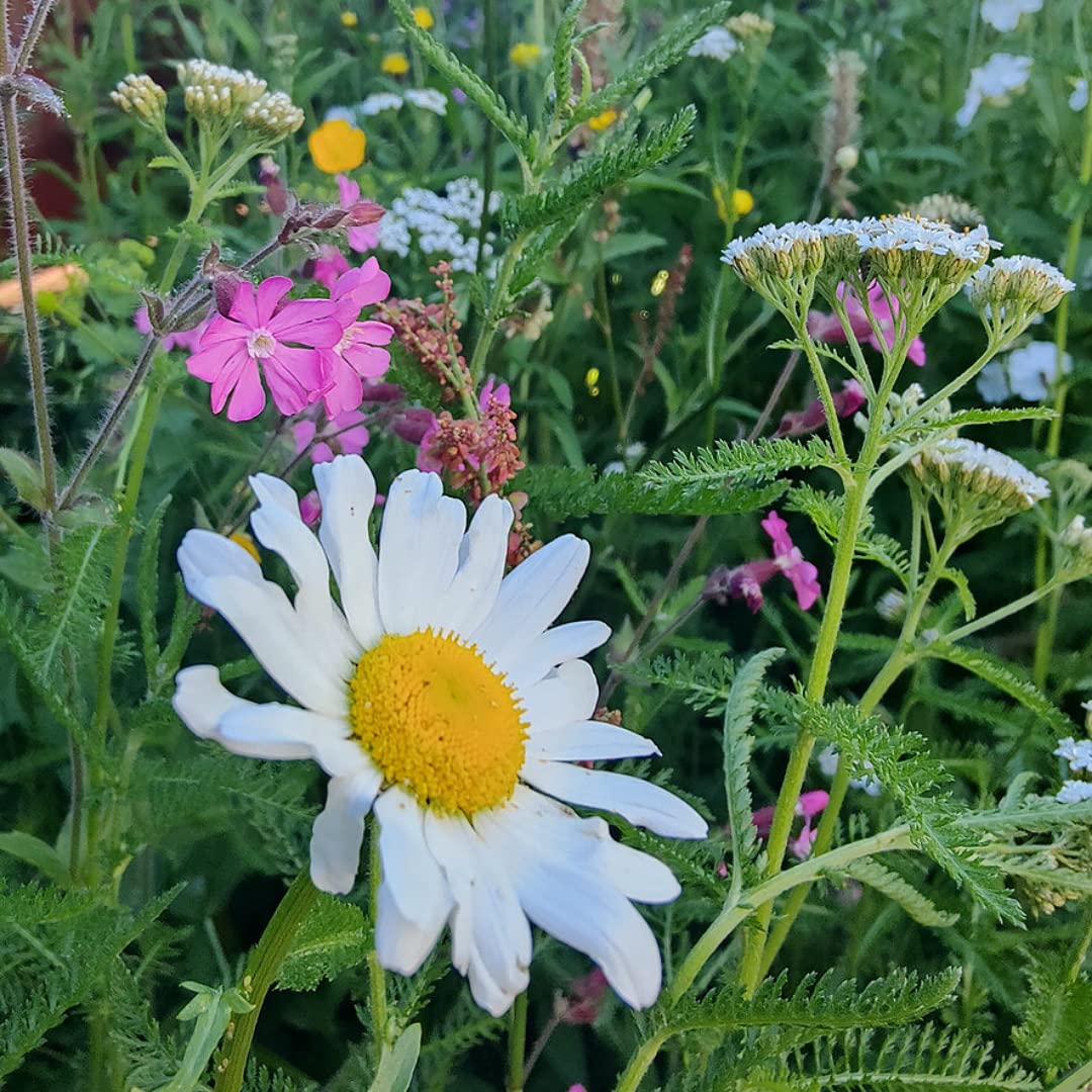 UK Native Wild Flower Seed Mix for Bee's & Butterflies - 100% Wildflower Seeds - Garden Lawncare Guy (50g)