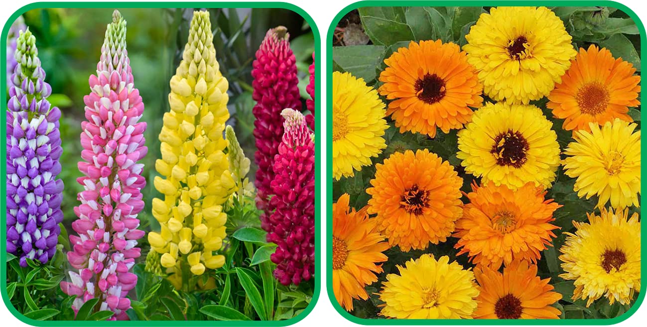 Aero Seeds Calendula Mix Color And Lupin Mix Color Flower Seeds Pack (50 Seeds In Each Packet) (B0989X72SD) Amazon Price History, Amazon Price Tracker