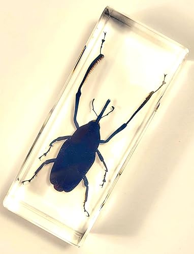 Miniatura 260 de Escarabajo de algodoncillo azul cobalto real de 1.732 in en espécimen de resina de lucita cristalina, insectos, insectos preservados, colección