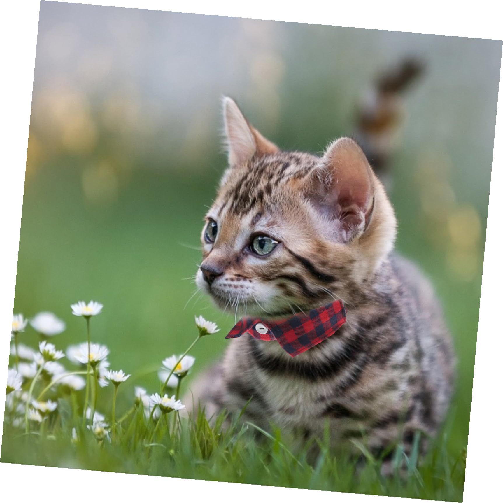 Happyyami 5stücke Verstellbares Katzenhalsband Mit Glocke Und Süßem Krawatten-Design Für Tägliche Nutzung Partys Und Fotoshootings Sicher Und Langlebig Für Katzen Und Kätzchen
