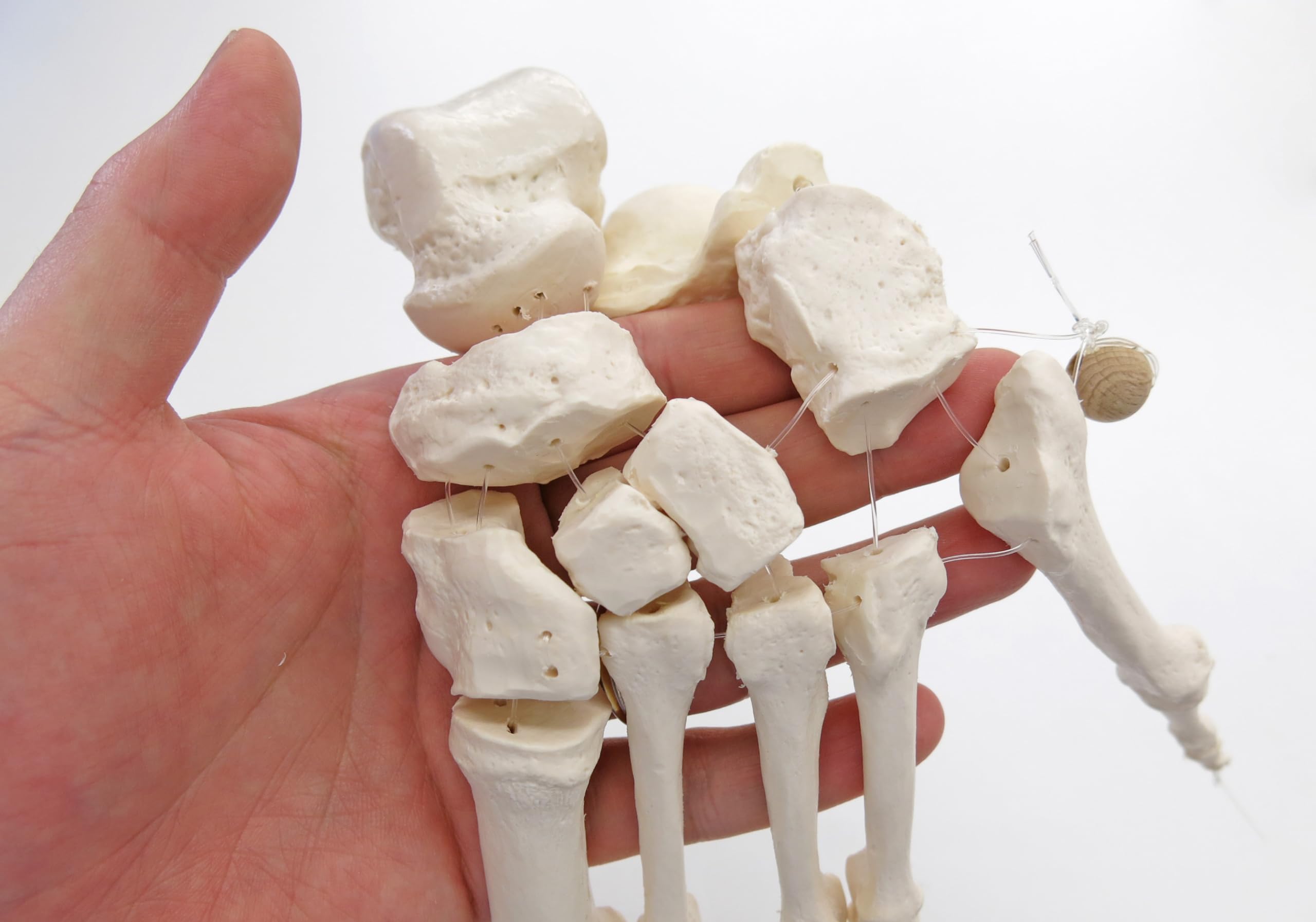 ３Ｂサイエンティフィック　足の骨モデル　脛骨・腓骨付、エラスティックコードつなぎ Amazon | 足の骨格模型，各骨は伸縮コードで連結 - 足の骨モデル，脛骨