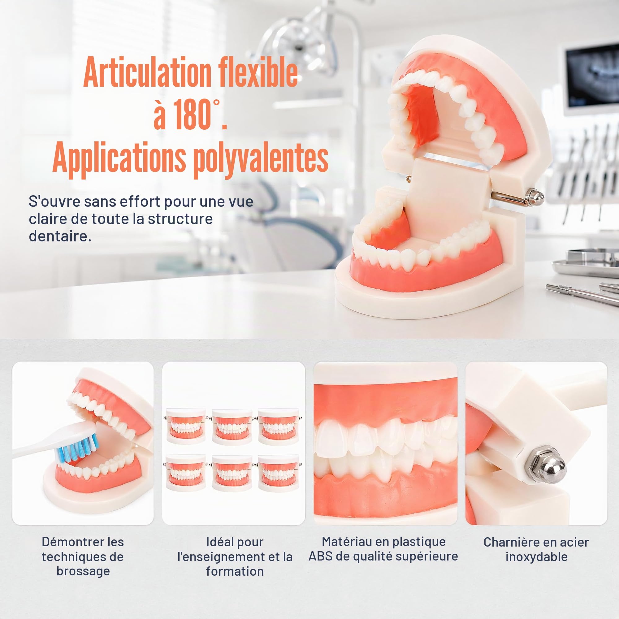ZENFUN Lot de 6 modèles dentaires de démonstration dentaire pour étudiants, modèle de dents standard, bouche artificielle pour l'enseignement, dentiste, étudiant dentaire, affichage propre