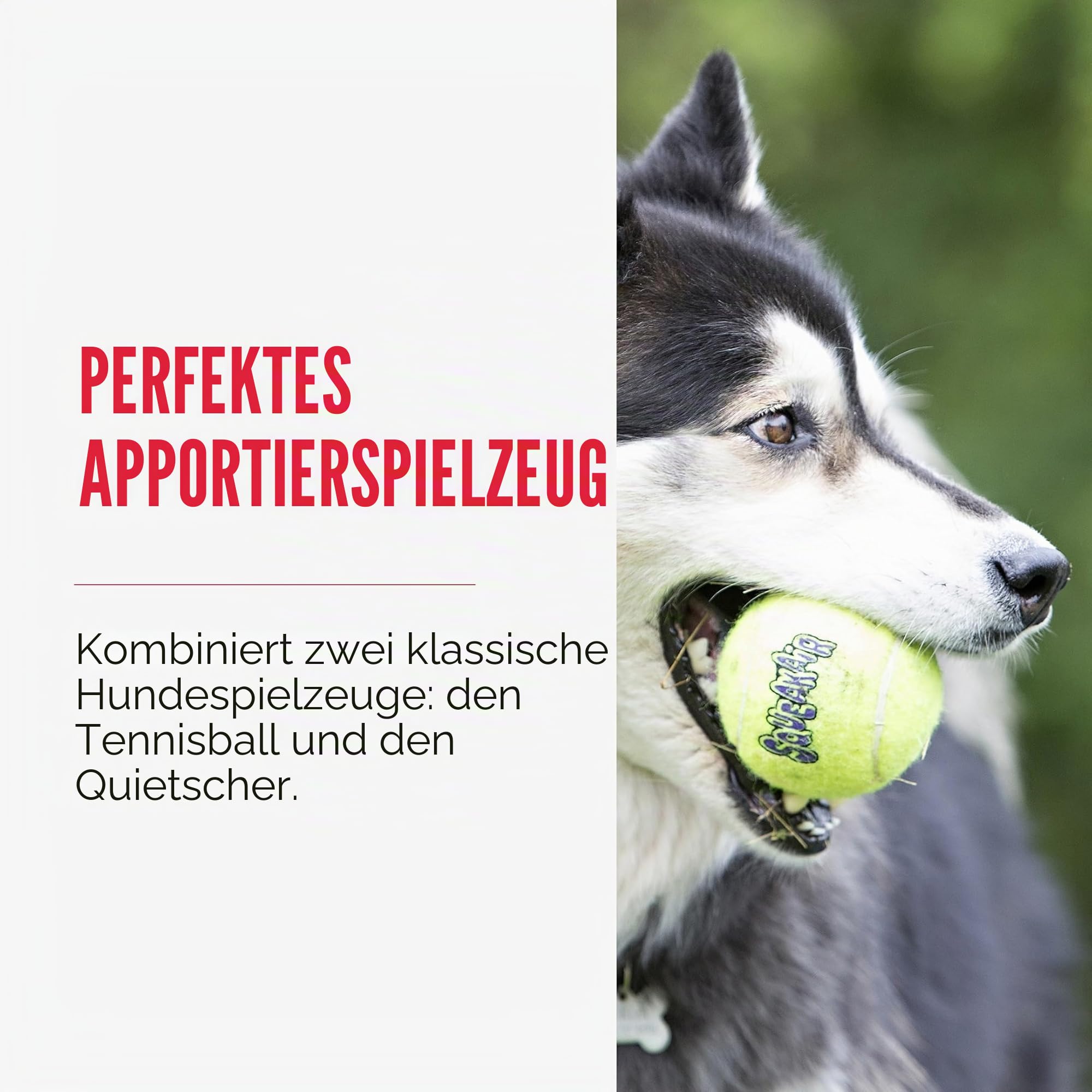 KONG – Squeakair Balls – Premium-Hundespielzeug, Quietschende Tennisbälle, Zahnschonend (3er–Pack) – Für Mittelgroße Hunde