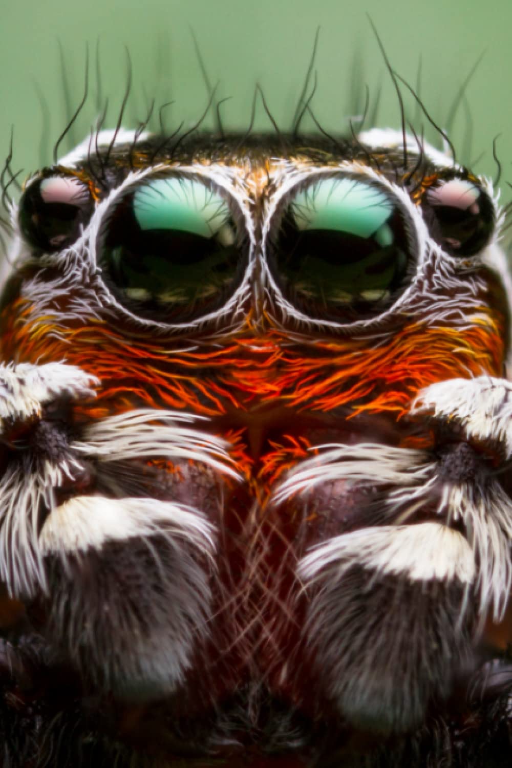 Spider Molting and Feeding Tracking Journal: The Cutest Molting Journal on the Internet