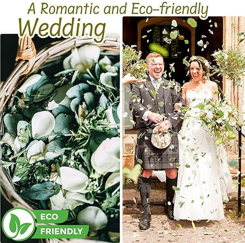 Miniatura 5 de 1600+ Preserved Real Eucalyptus Leaves Small, 100% Natural Bulk Eucalyptus, Biodegradable Wedding Leaves Confetti for Anniversaries, Birthday,