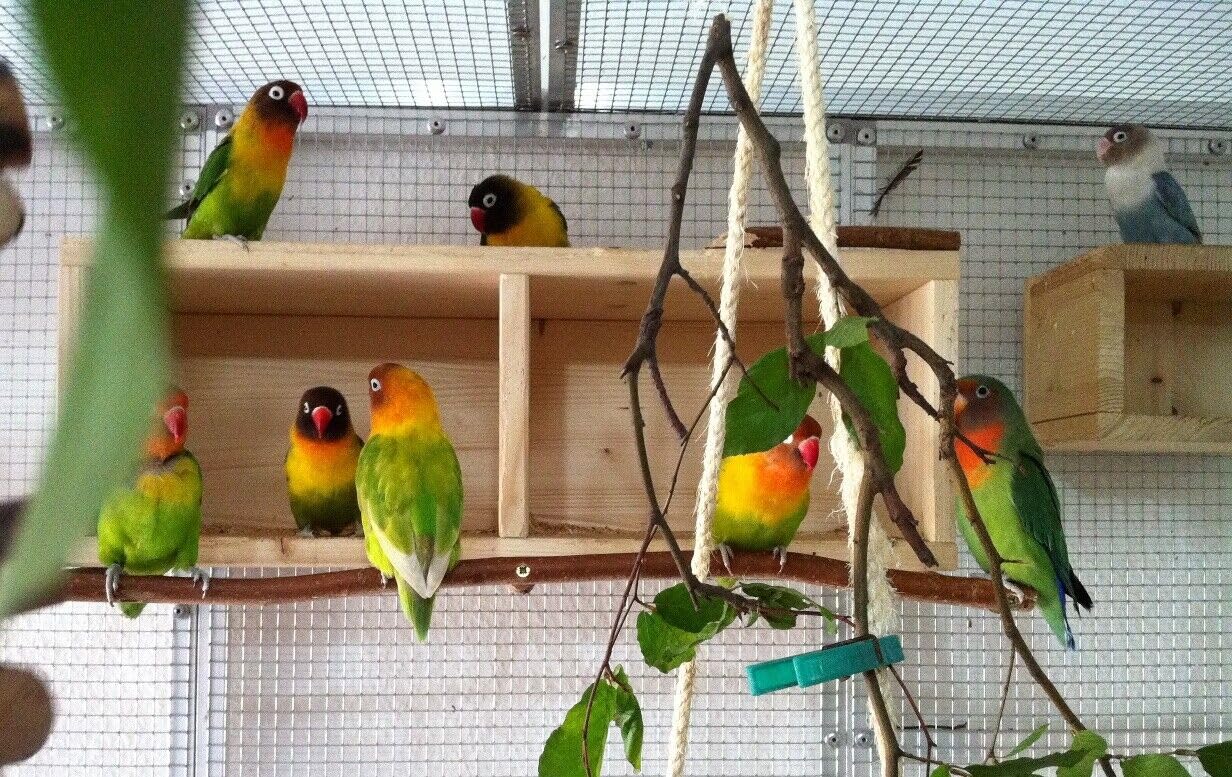 Vogelgaleria® Nistkasten Nymphensittiche groß XXL | Schlafhaus Vogel Naturholz – sicherer Rückzugsort, artgerechtes Vogelhaus, gemütlicher Schlafplatz, robust & langlebig