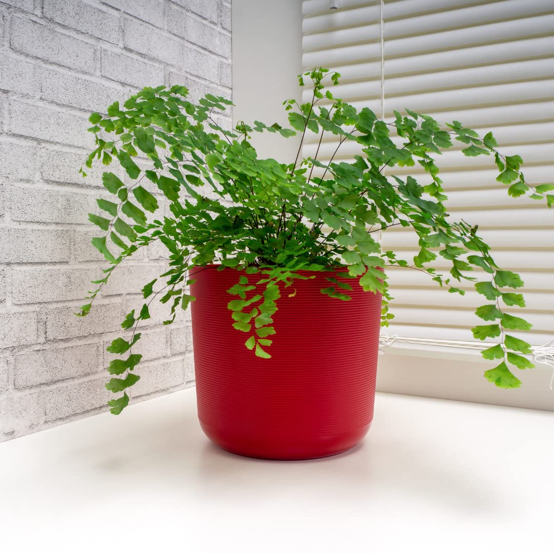 MVM e-comerce Adiantum Raddianum, Maidenhair Fern - Plant (B0BR5ZWGG2) Amazon Price History, Amazon Price Tracker
