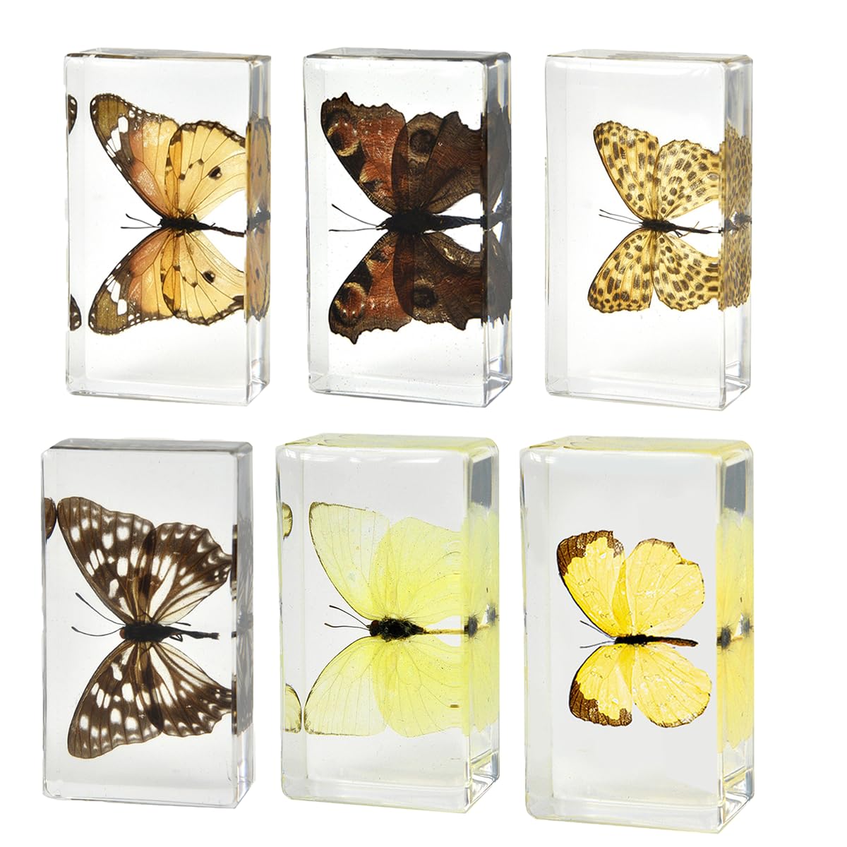 Ksvmoag Transparent 6 Large Size Insect In Resin Specimen, Bugs Collection Paperweights Spiders Specimen For Kids Bug Preserved In Resin For Scientific Education (6 Insect Specimens)