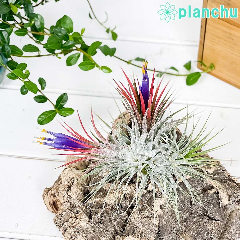 御予約株 Tillandsia Ionantha Ball 速達発送 Tillandsia Ionantha