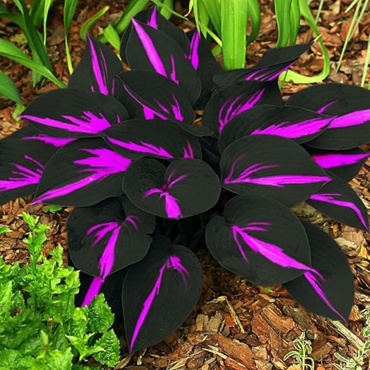 Rare Hosta Bulbs UK, Hostas Rhizome for Planting, Hardy Perennial, Excellent Display, Natural Organic-6 Bulbs-E