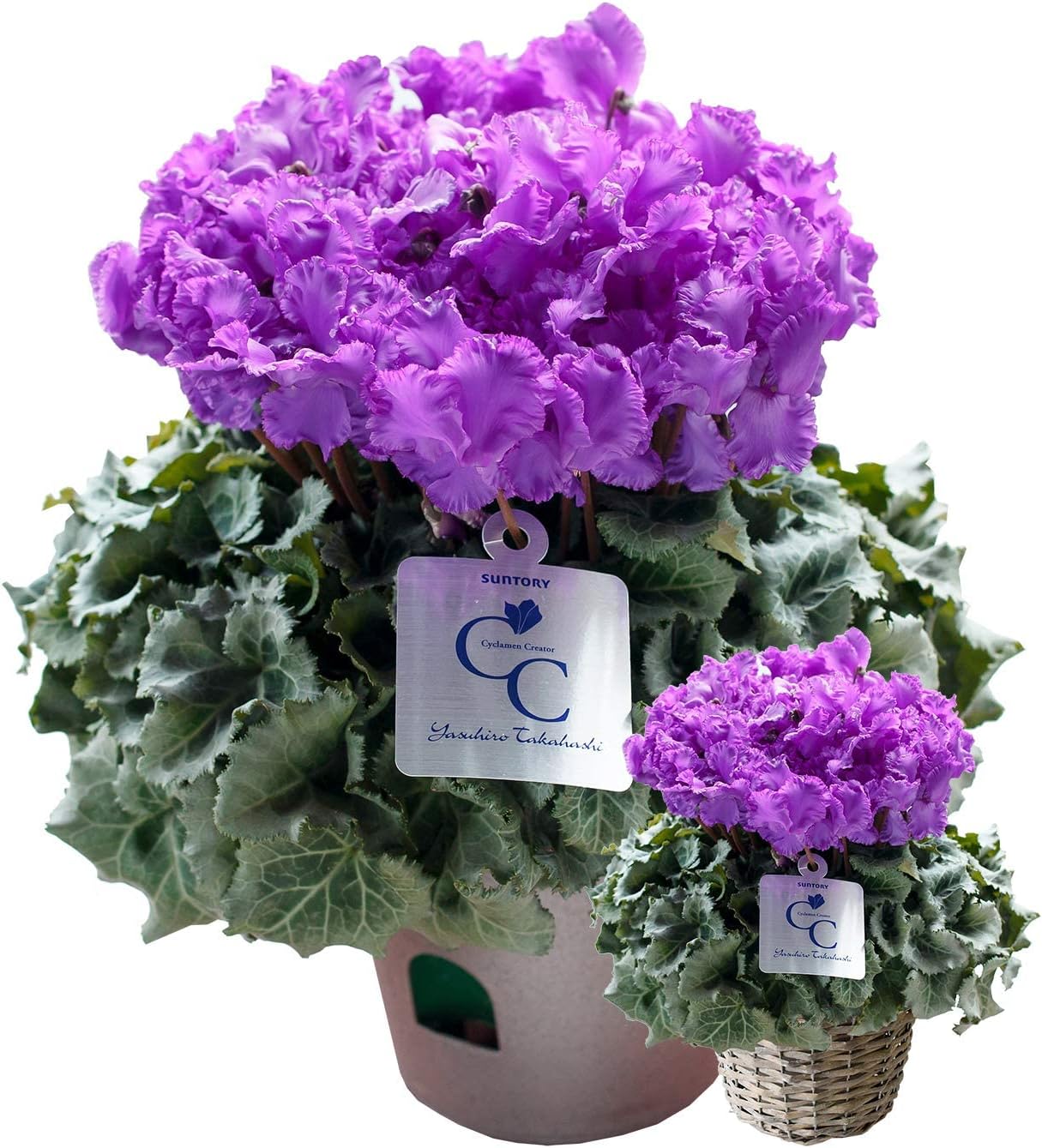 花由 大栄花園 ブルーシクラメン 5号 バスケット付 天空 12月18日 12