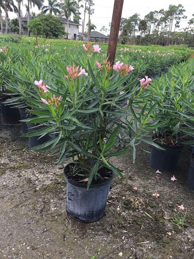 Kaner, Nerium Oleander (Apricot Colored) Flowering Live Plant(KARAVI