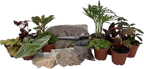 Kit de terrario Hirt's con 10 plantas de terrario en macetas de 2 pulgadas