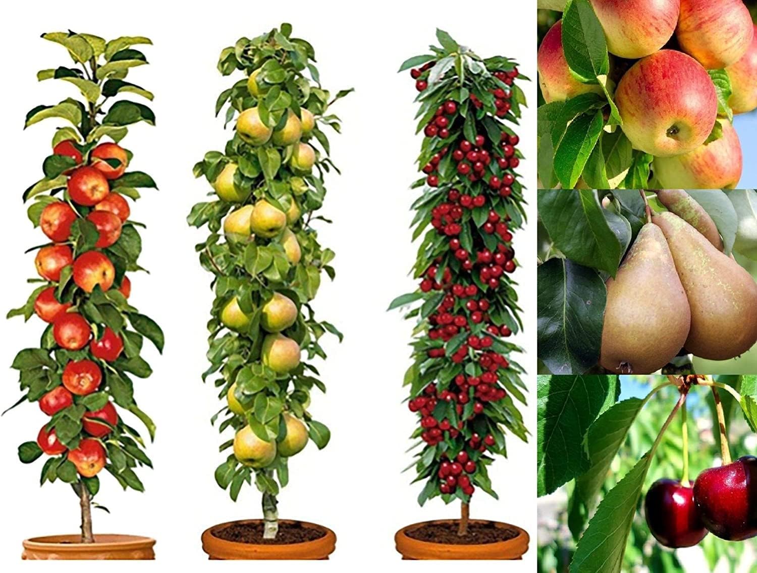 3 Column Fruit Trees Apple, Cherry & Pear Garden Patio Terraces
