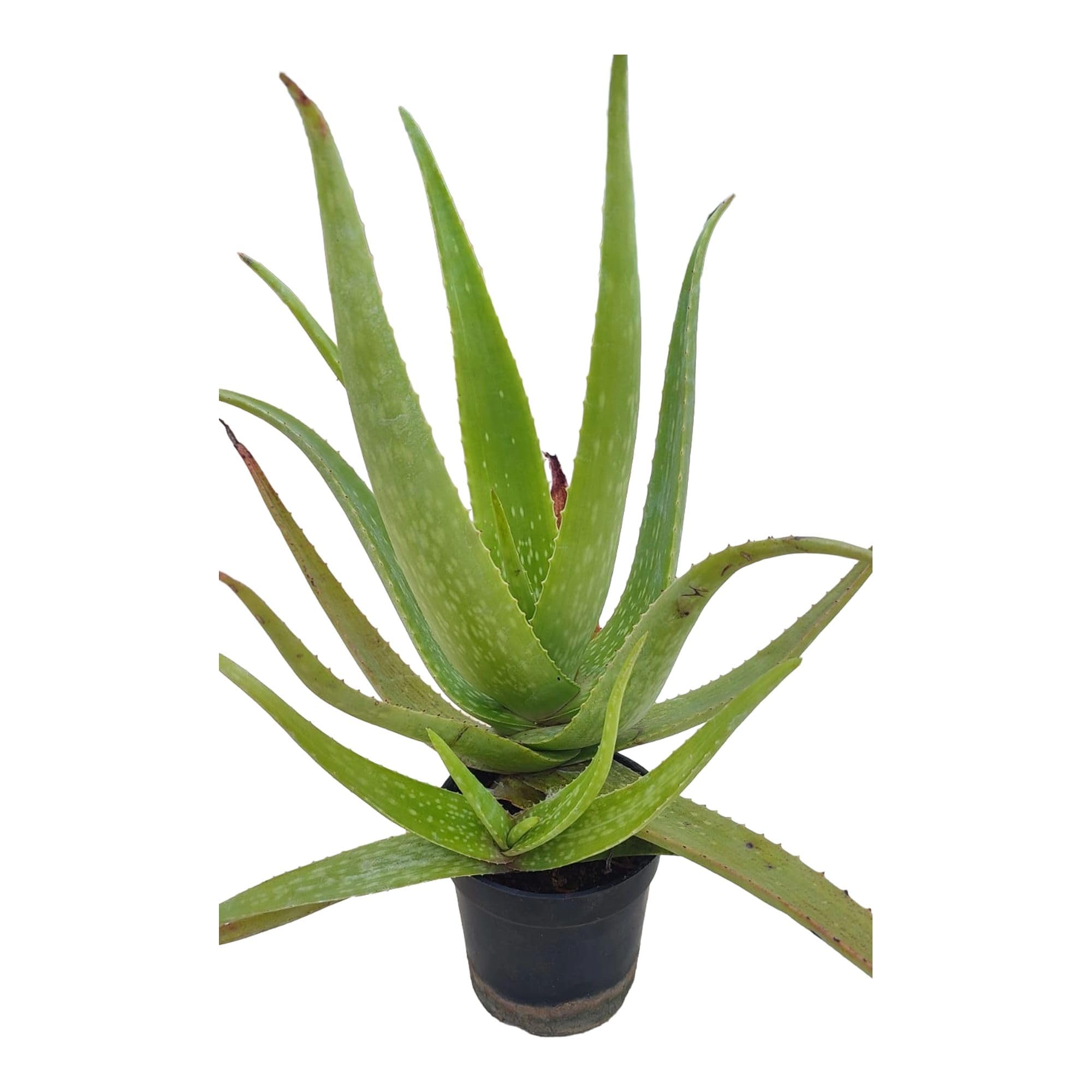 RAJAS GARDEN Rare Red Aloe Indica Live Plant With 4 Inch Pot