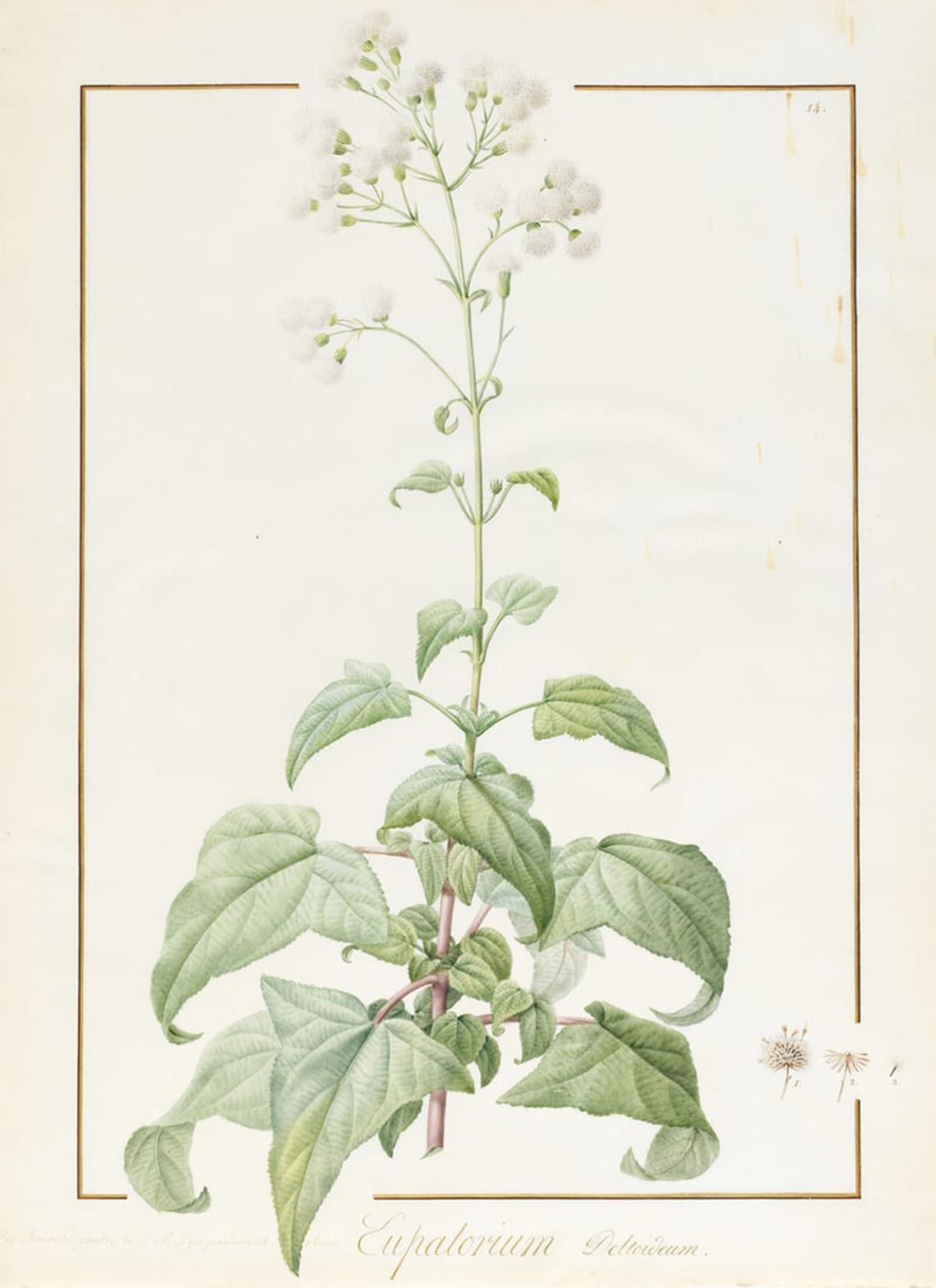 POSTERIIk Famous Modern Artwork Art Mural Eupatorium Deltoideum by Pierre Redouté Oil Paintings Pictures for Home Decor 60x90cm