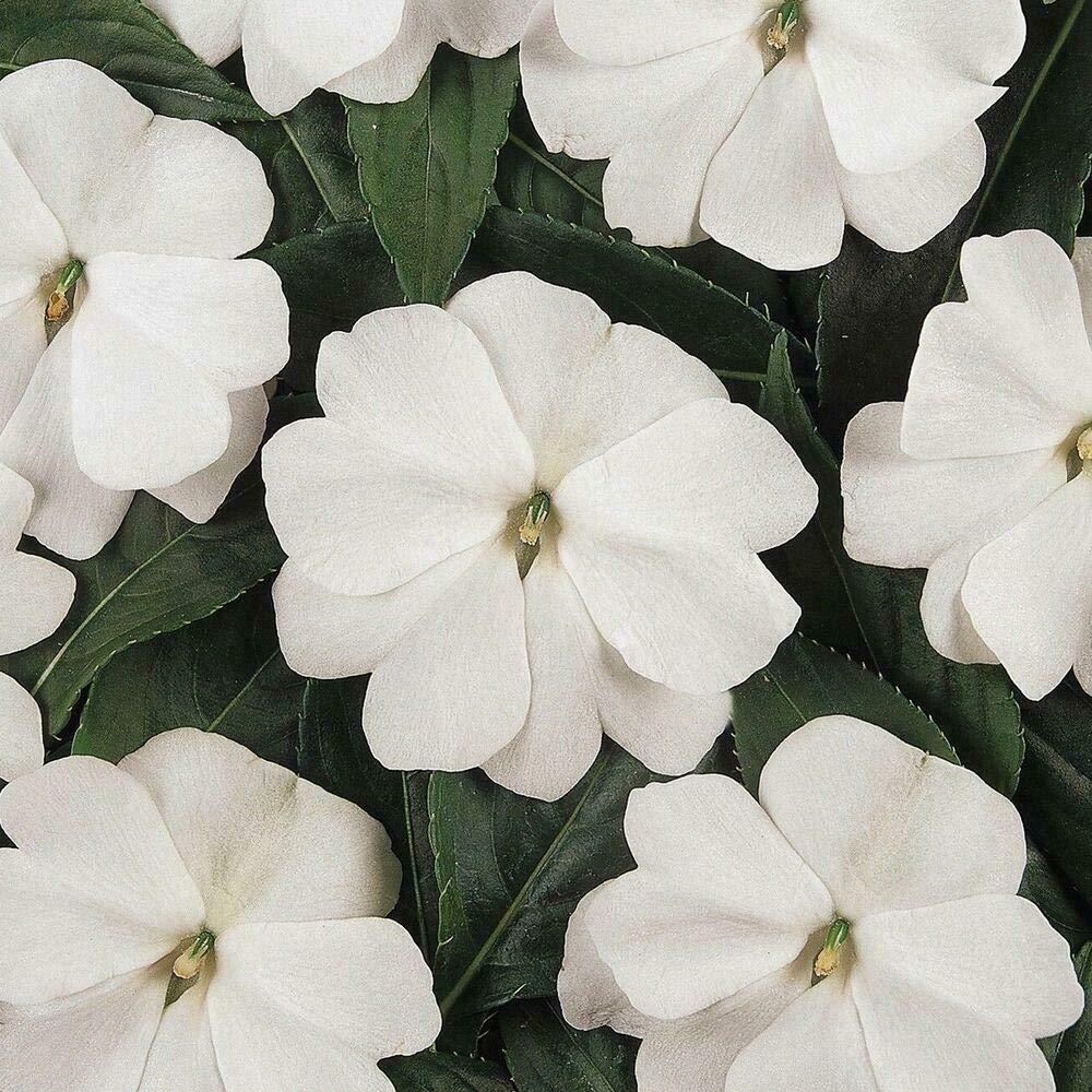 PREMIER SEEDS DIRECT - Impatiens WALLERINA - Busy Lizzie - Baby Series Mix (2,400 Seeds)