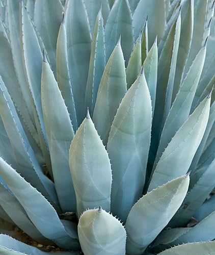 Miniatura 2 de Mezcla de semillas de especies de agave para plantar - 50 semillas - Cultivar agave - Enviados desde Iowa, EE. UU