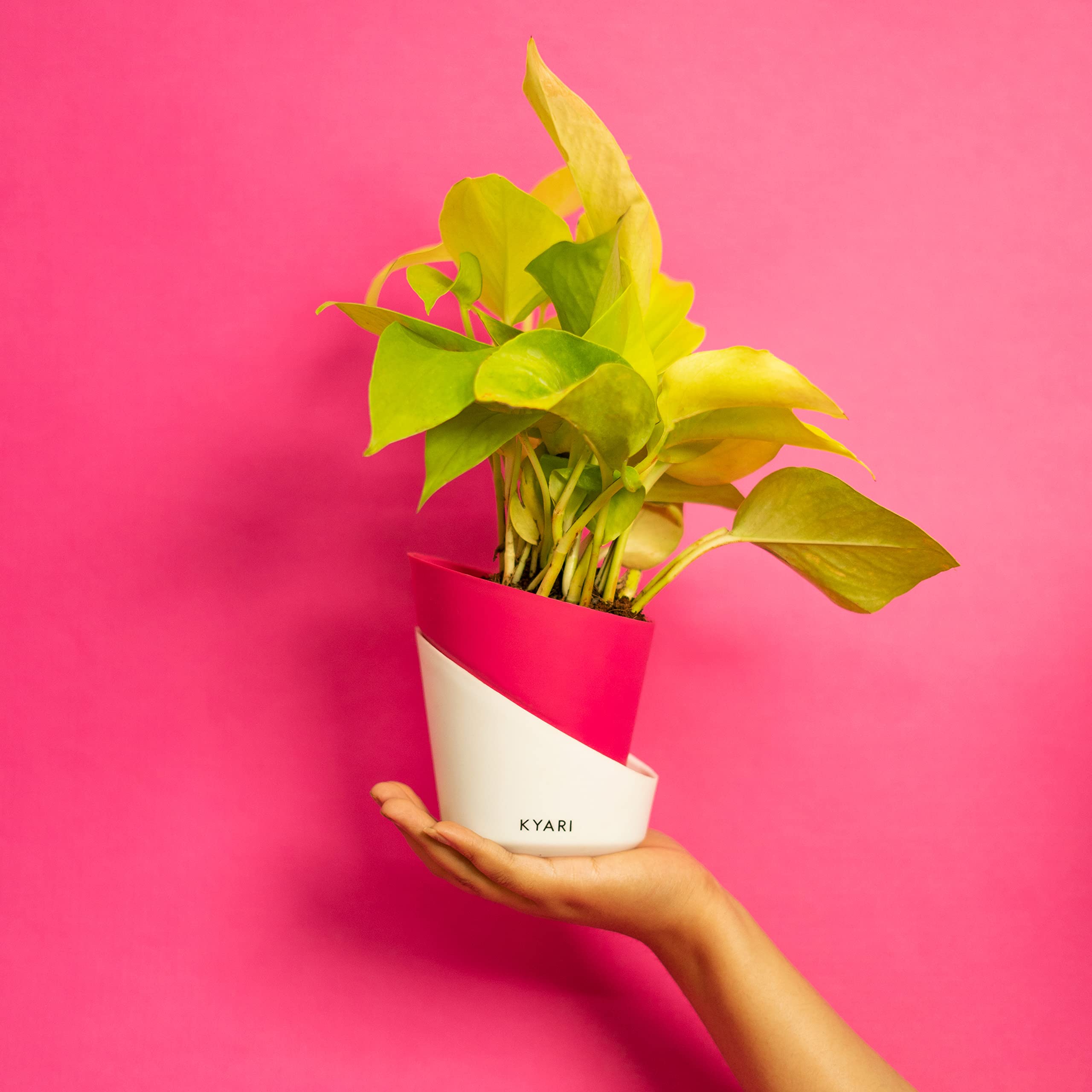KYARI Golden Money Indoor Plants for Living Room | Live Plants | Plants with Magenta Self Watering Pot for Home | Air purifier plants | Plants for Home Decor | Plants for Garden & bedroom (B0BTHW5NHR) Amazon Price History, Amazon Price Tracker