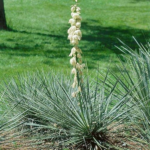 Outsidepride Semillas de jardín perennes tolerantes a la sequía, yucca glauca, 50 semillas