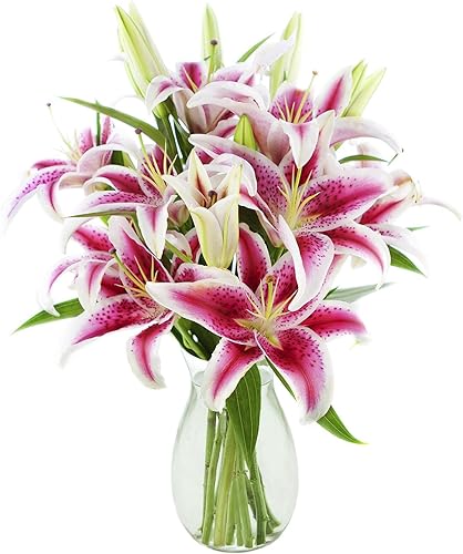 KaBloom Prime Next Day Delivery - Colección Hollywood, ramo rosa de Barbie de 10 lirios Stargazer rosas con jarrón. Regalo para cumpleaños,