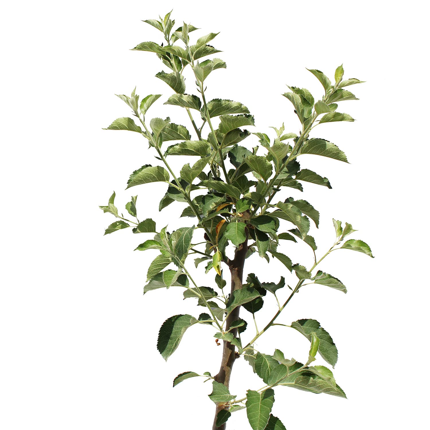 KENTIS - Pommier 'Reinette du Canada' - Malus Domestica - Vraies Plantes d'Extérieur - Arbre Fruitier de Jardin d'Ornement - Pot de Culture Ø 24 cm