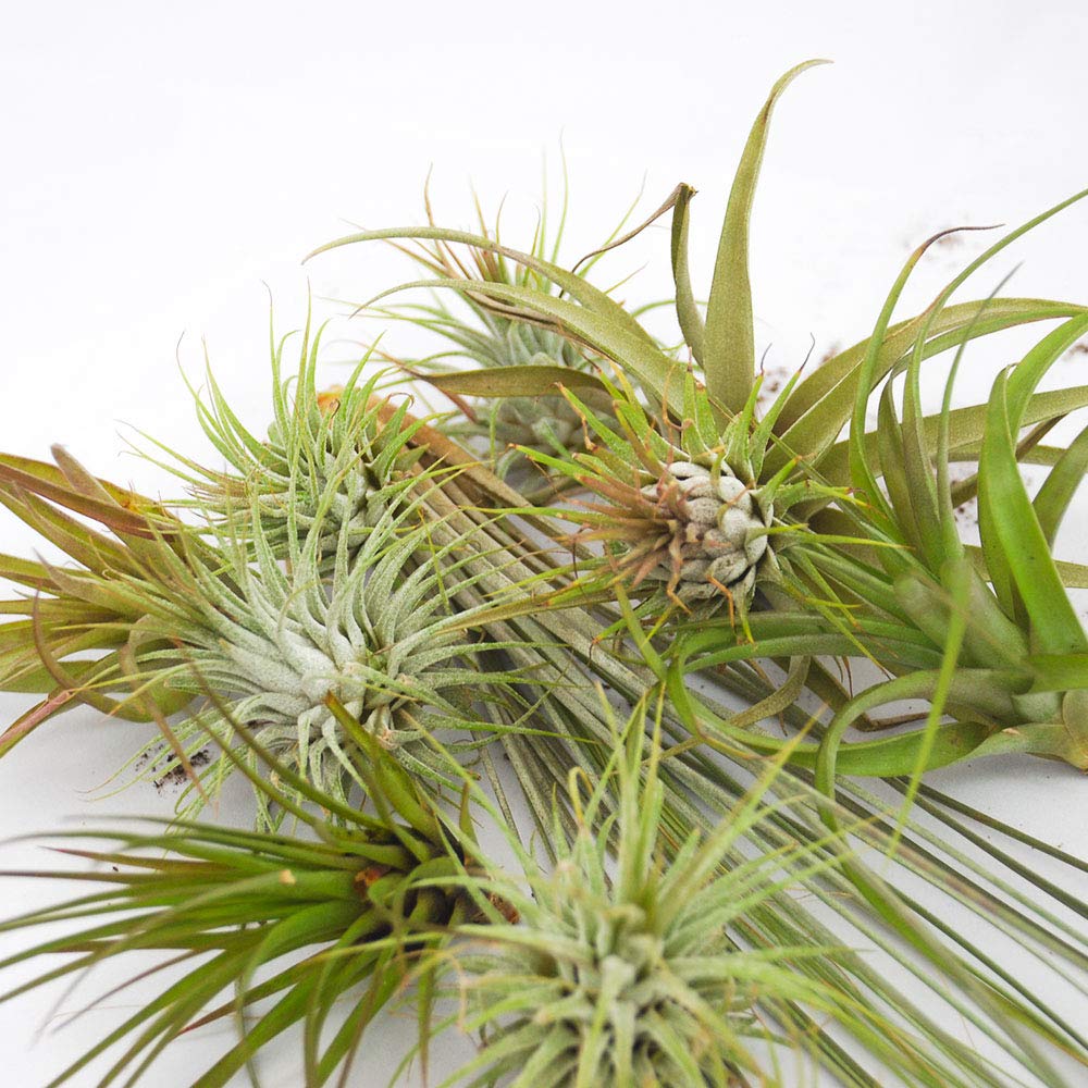 POWERS TO FLOWERS - TILLANDSIA DELL'ARIA, Set 10 Pezzi, Tillandsie, Pianta da Interno, Pianta Vera