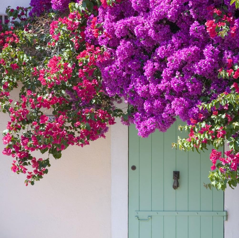 35+ SEEDS- Mix Bougainvillea Flower Vine Plant Seeds For Home Garden.Red & Purple Mix (B0D6C48Q5V) Amazon Price History, Amazon Price Tracker
