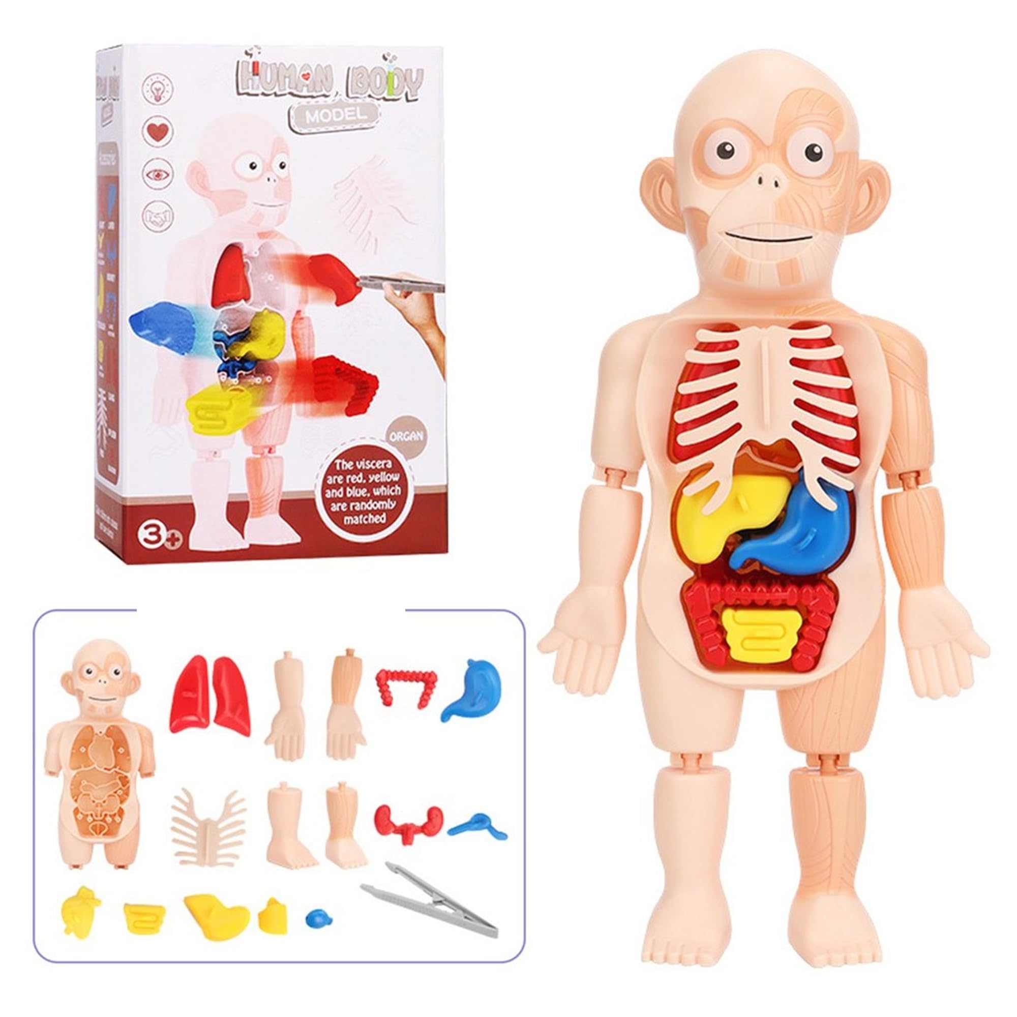 Kidology Anatomy Adventure 3D Puzzle Model Assembly, Early Learning DIY Toys, Human Body Organ Teaching Tools for Children Science Learning, Kids Learning Educational Toy Kits for Kids (B0CSZ1GKZG) Amazon Price History, Amazon Price Tracker
